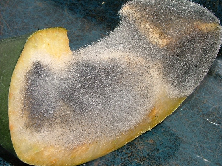  p>霉变是一种常见的自然现象,多出现在食物中,食物中含有一定的淀粉