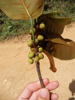 Ficus castellviana_百度百科