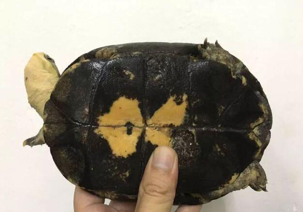  p>周氏闭壳龟(学名: i>cuora zhoui /i>)是龟科,闭壳龟属动物.