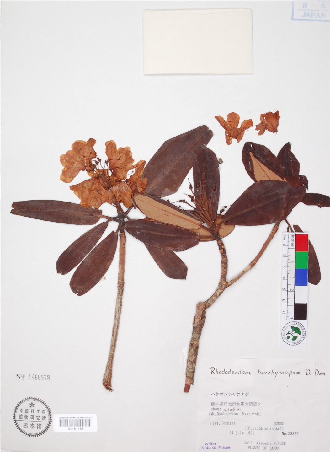 don)是杜鹃花科,杜鹃花属植物.