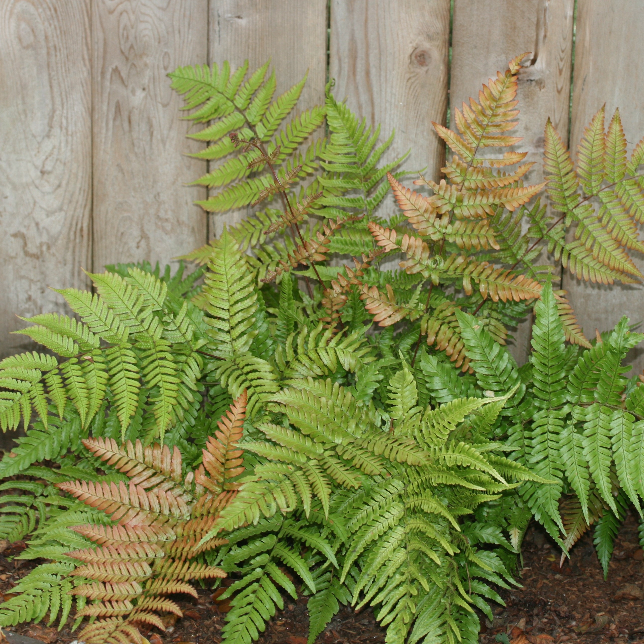 是鳞毛蕨科, a href="#" data-lemmaid="2864823">鳞毛蕨属 /a>植 ..