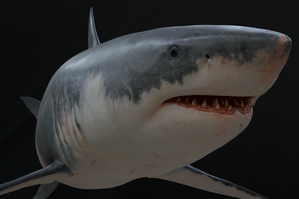 名: i>carcharodon carcharias /i>)是鼠鲨科,噬人鲨属的大型凶猛鲨鱼