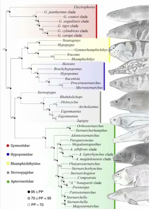 "#" data-lemmaid="2439182">电鳗目 /a> gymnotiformes,体呈鳗形侧扁
