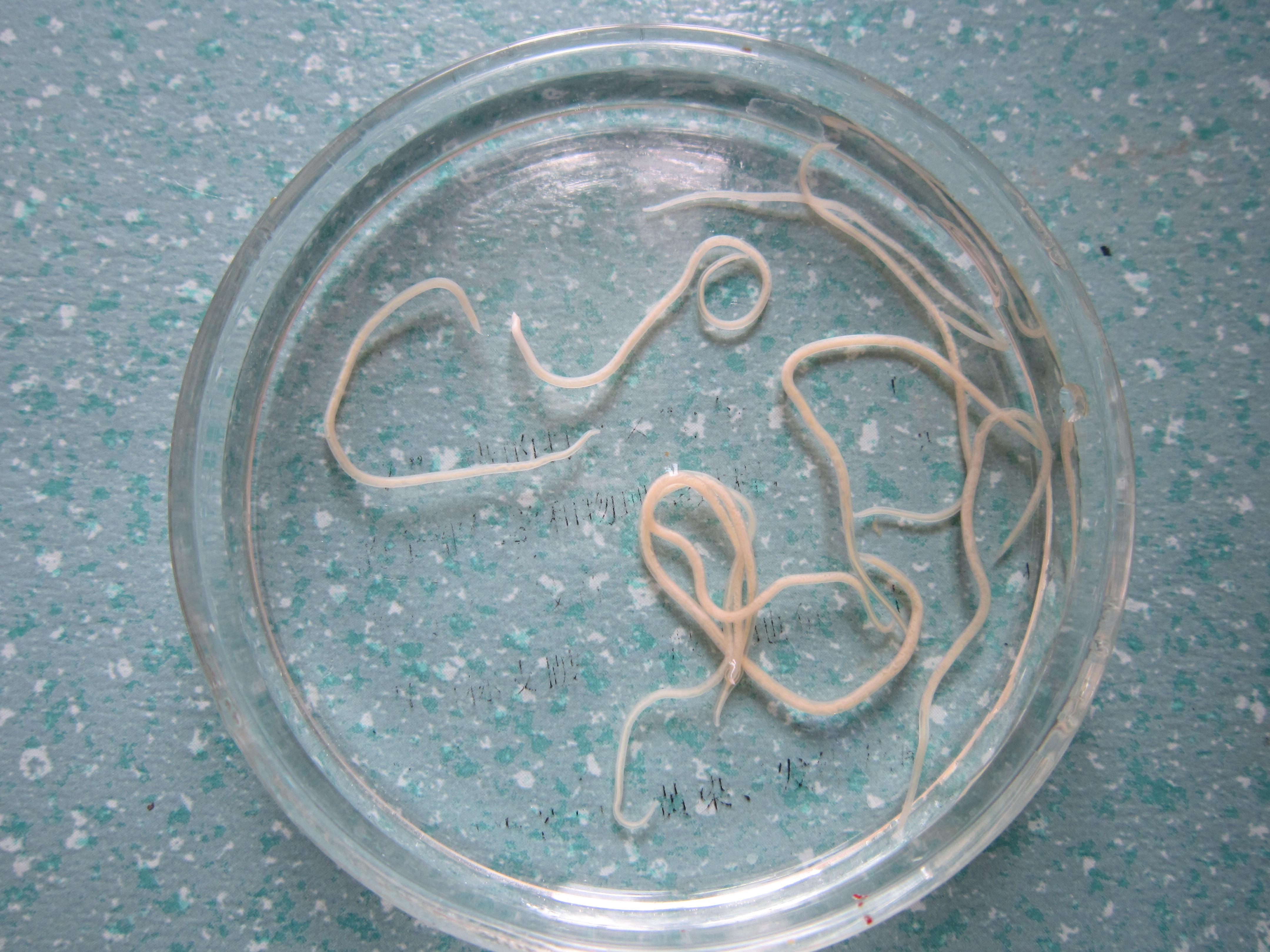 id="tiqvkprg17nn">似蚓蛔线虫是蛔目蛔科蛔线虫属线虫动物,简称蛔虫