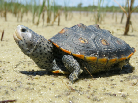 Malaclemys terrapin ssp. macro