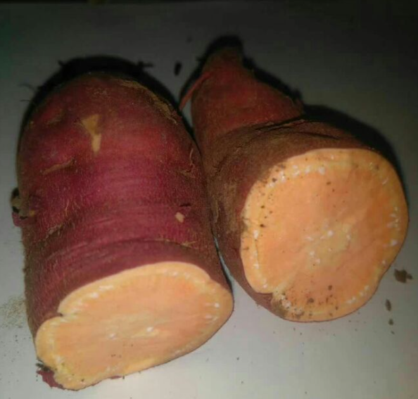 以广薯87,岩薯5号,济薯26,烟薯25,龙薯9号,郑薯20这6个品种为父本小