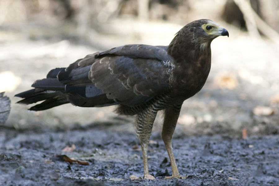  p>非洲猎鹰(学名: i>polyboroides typus /i>):是鹰科,鹞属的一种