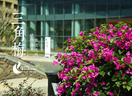 三角梅