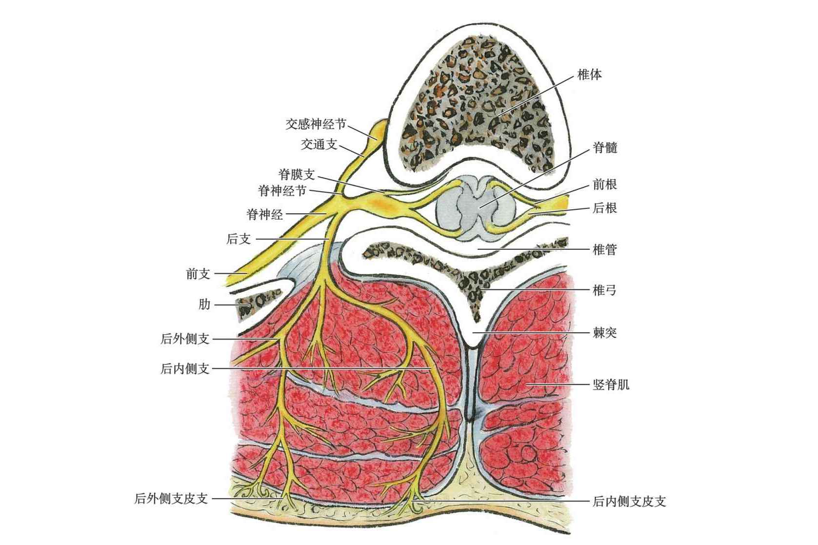 脊神经后支