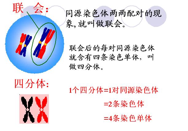  p>联会(synapsis),在 a target="_blank" href="/item/减数分裂