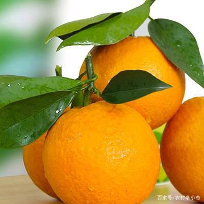 夏橙一年中的三次保果技术_百科TA说