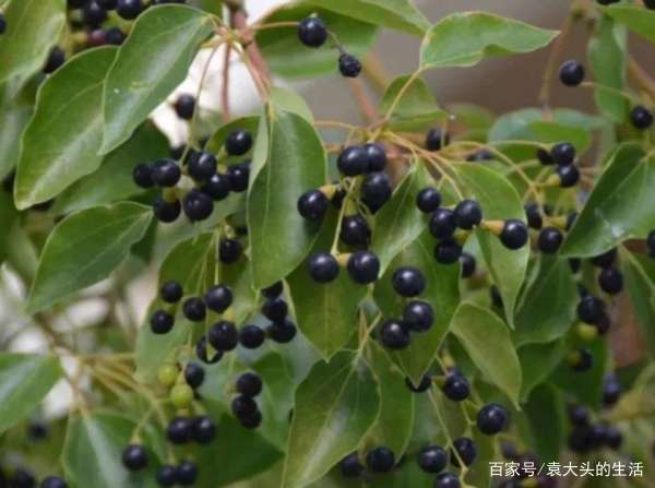 城市绿化带树上长出很多“羊屎球”，很多人不知道它的名字和作用_百科TA说
