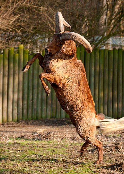 高加索羱羊(学名:  i>capra cylindricornis /i>):是偶蹄目,牛科,山羊