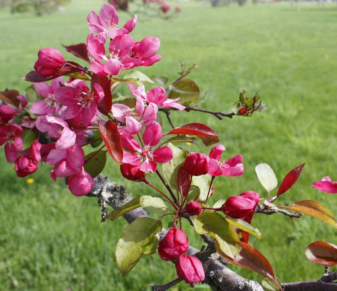  p data-id="gnbc9q4g7o">钻石海棠(学名: i>malus 'sparkler