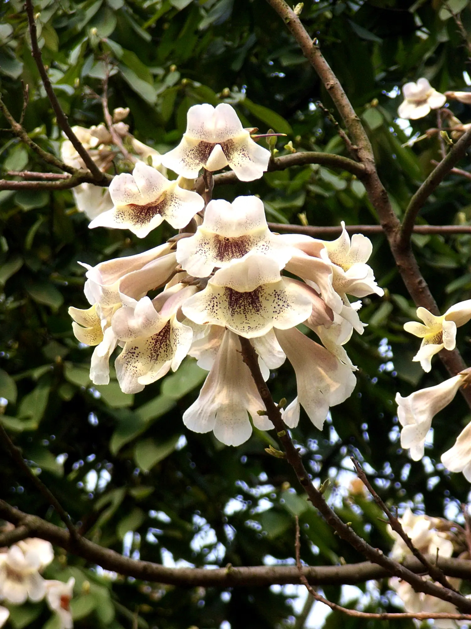 泡桐属