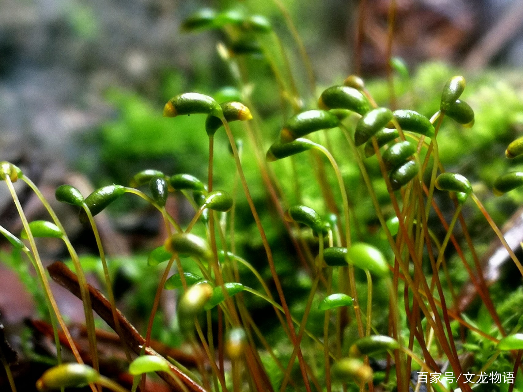 袁枚的小诗 苔 沉寂了三百年 为何又突然火了 百科ta说