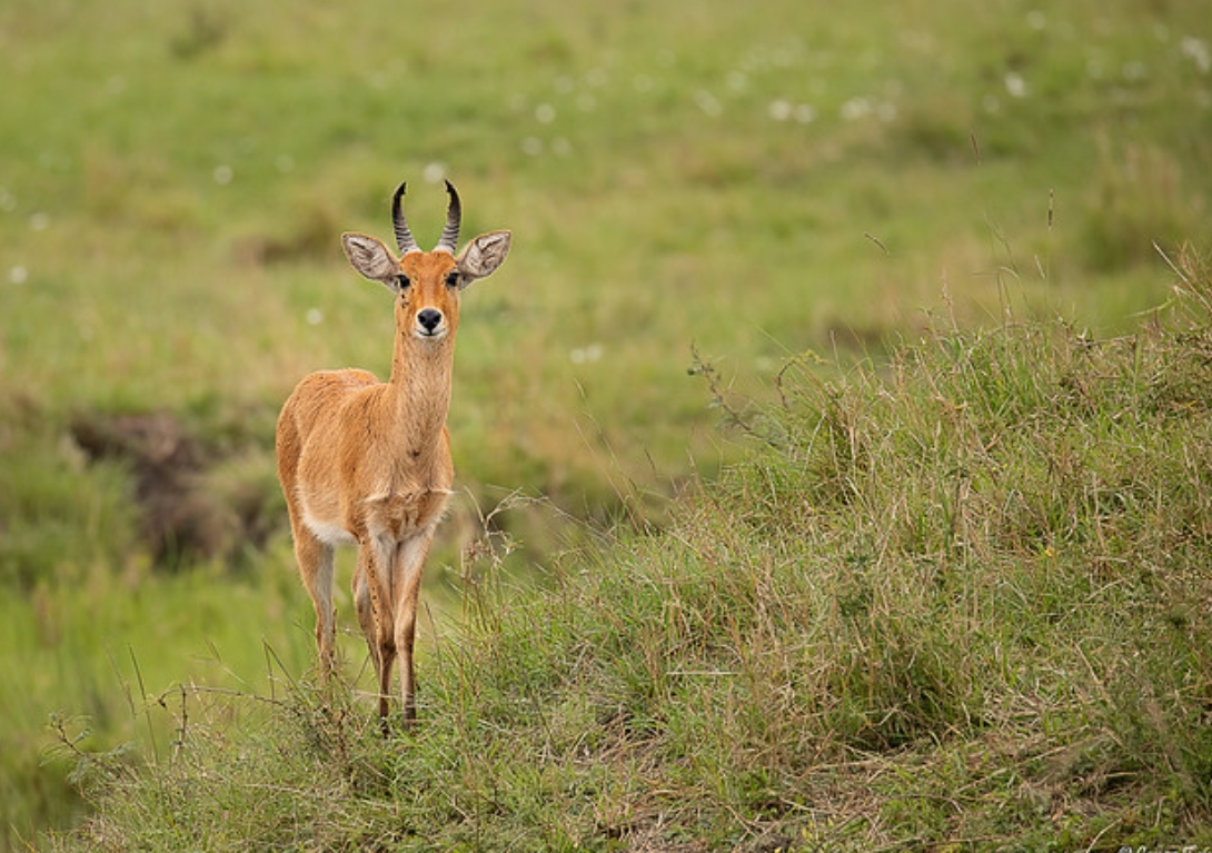 common reedbuck