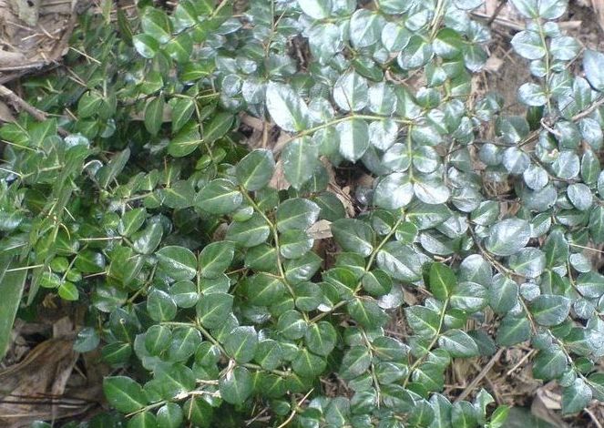  p>虎刺属(学名:damnacanthus gaertn.