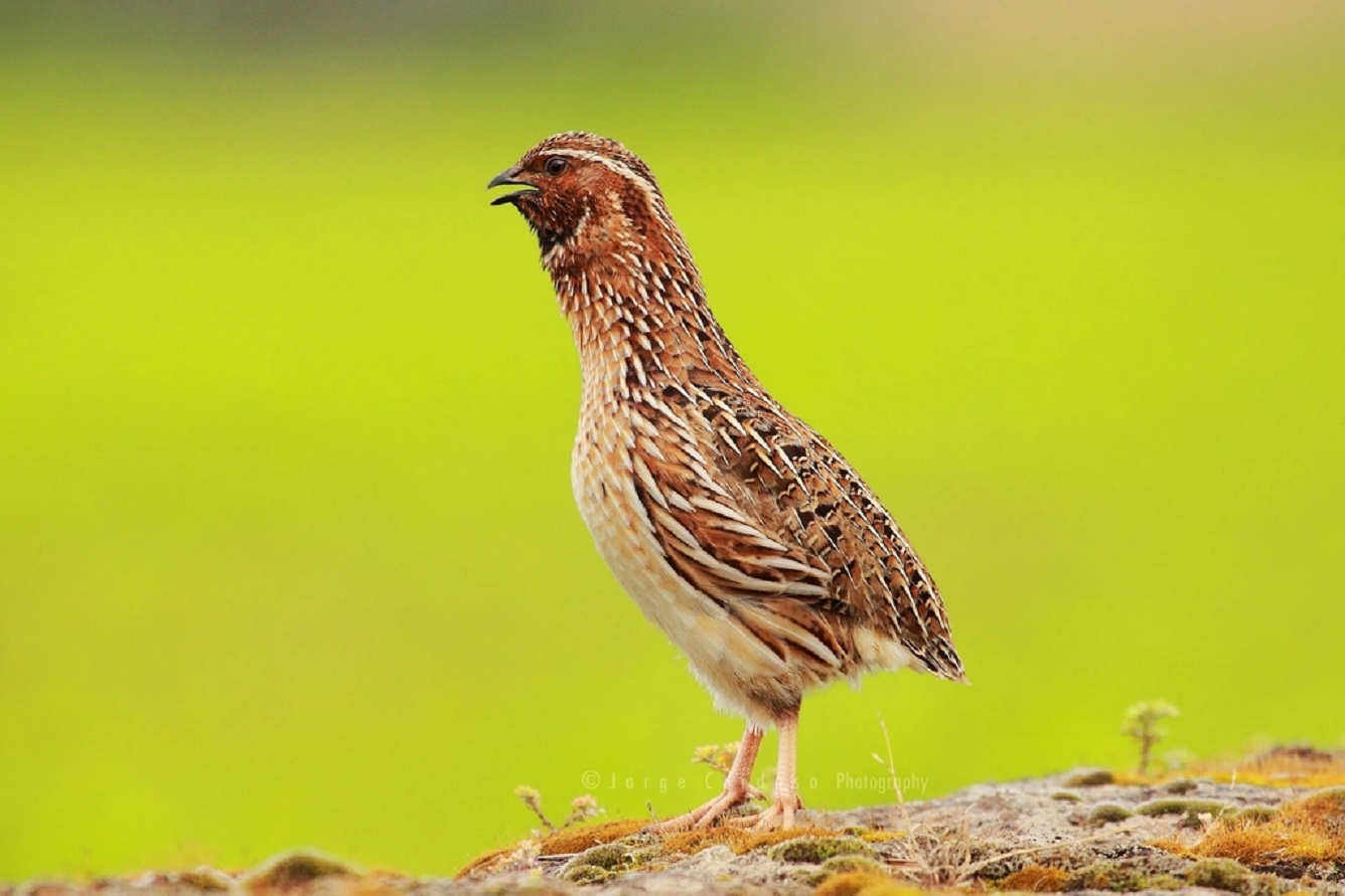  p>西鹌鹑(学名: i>coturnix coturnix /i>):是雉科,鹌鹑属的物种.