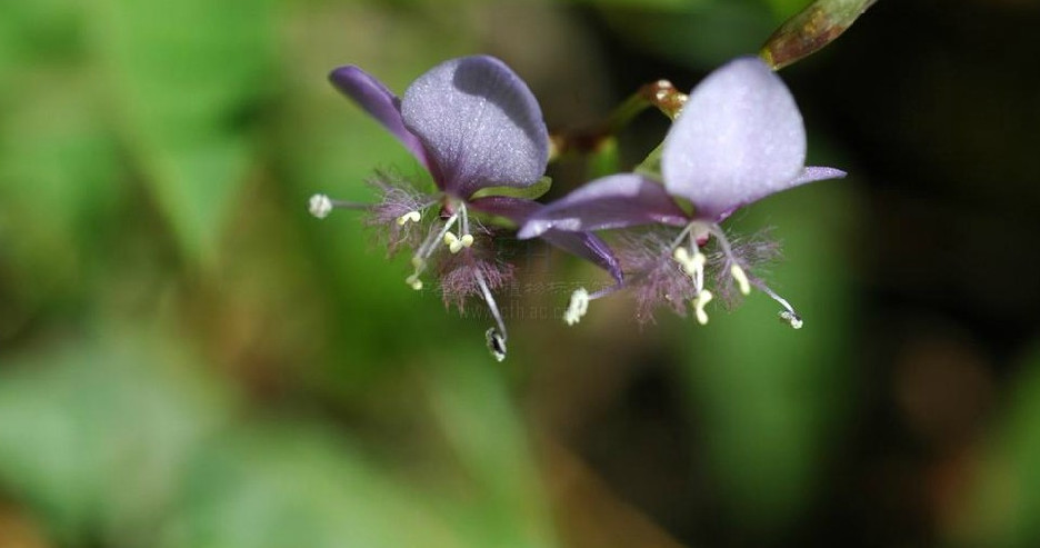  p>细竹篙草(学名: i>murdannia simplex /i> (vahl) brenan)是鸭跖草