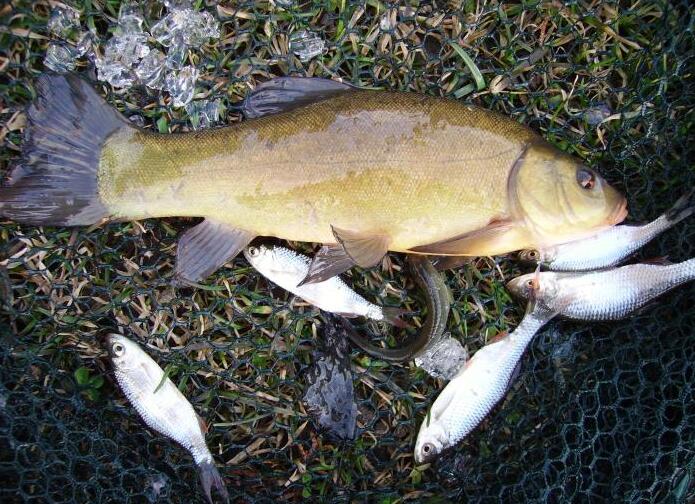  i>tinca tinca /i>)是鲤科,丁鱥属鱼类,也称金鲑鱼,丁鲑鱼,丁鱼岁等