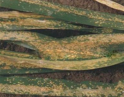  p>黄花菜锈病是由萱草柄锈菌引起的,发生在 a href="#" data-lemmaid