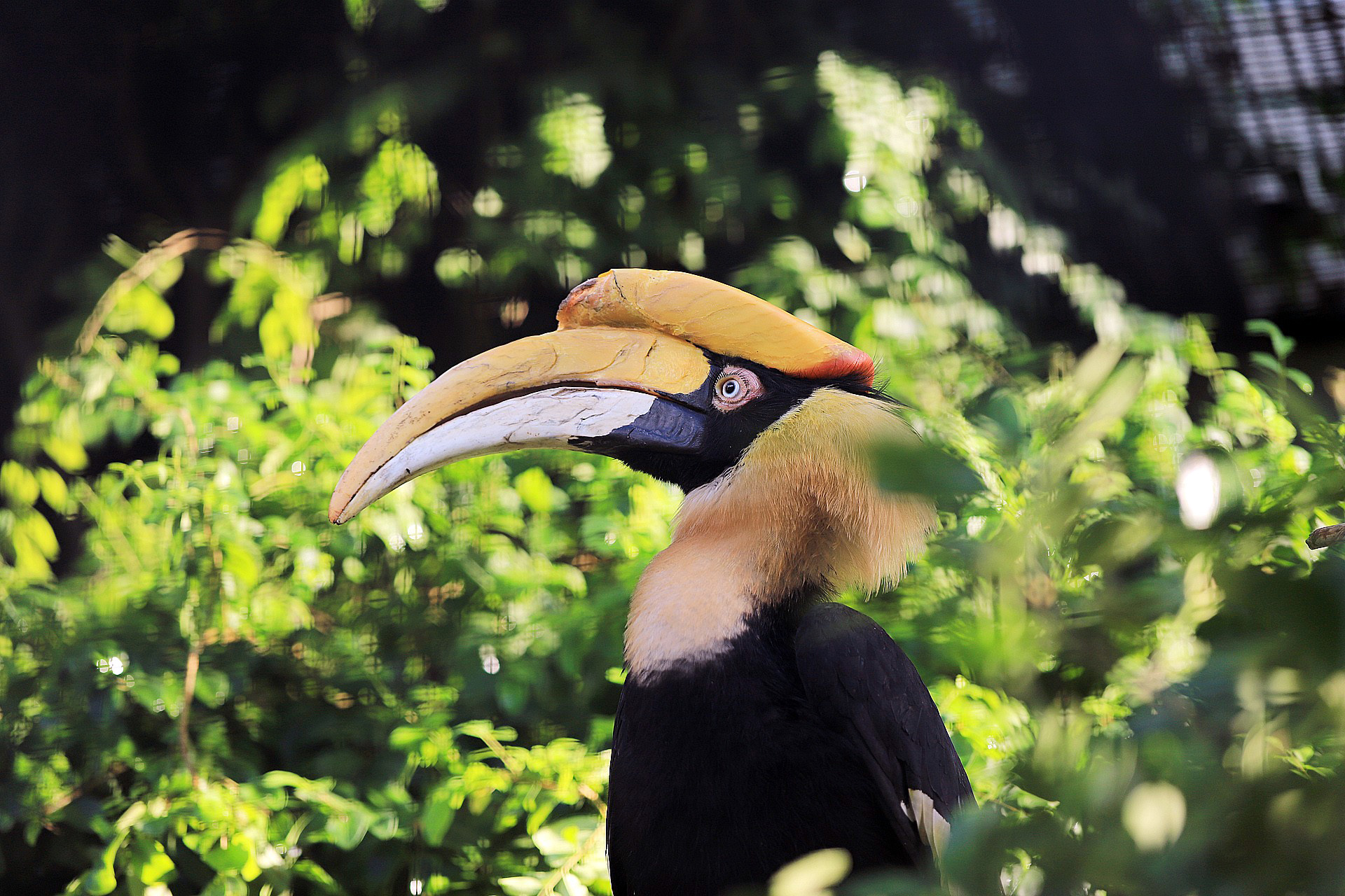 great pied hornbill