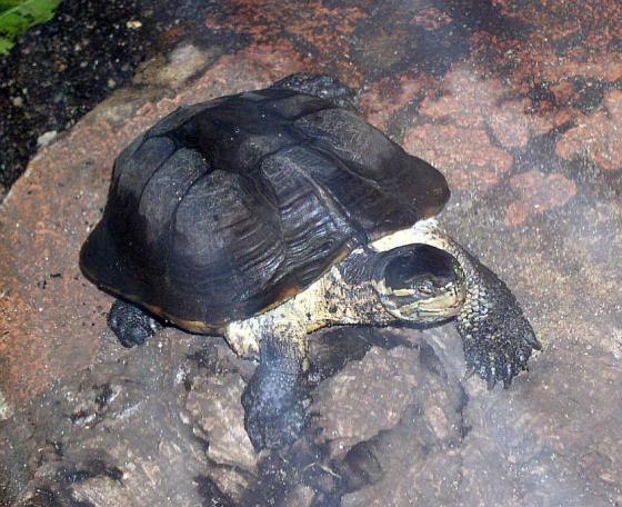  p>安南龟(学名: i>mauremys annamensis /i>)是地龟科,拟水龟属爬行