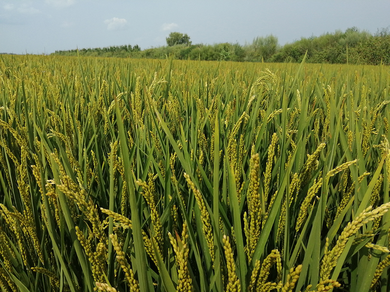 href="/item/水稻/21285" data-lemmaid="21285">水稻 /a>品种,剑叶