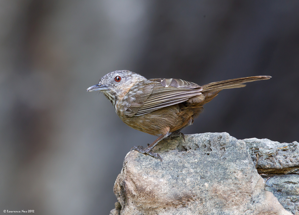 napothera  crispifrons