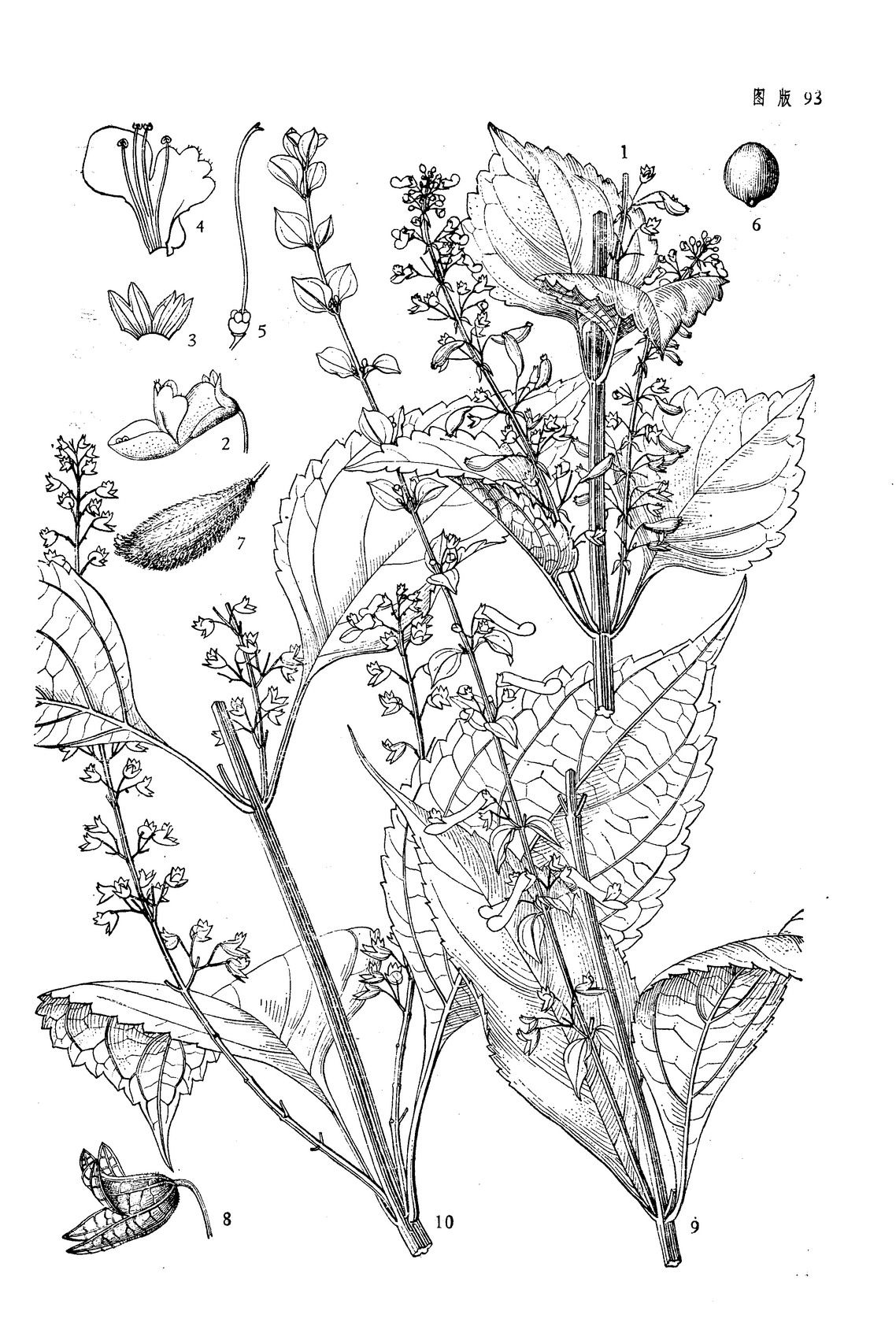 5厘米以上,向下密生纤维状须根.茎直立,高0.4—1(1