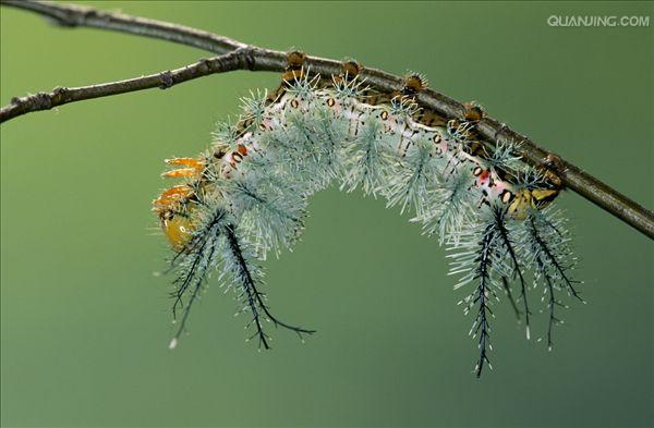  p data-id="tieupsfdd5dd">天蚕蛾是鳞翅目天蚕蛾科昆虫.