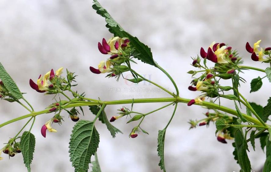 云南冠唇花(原变种)