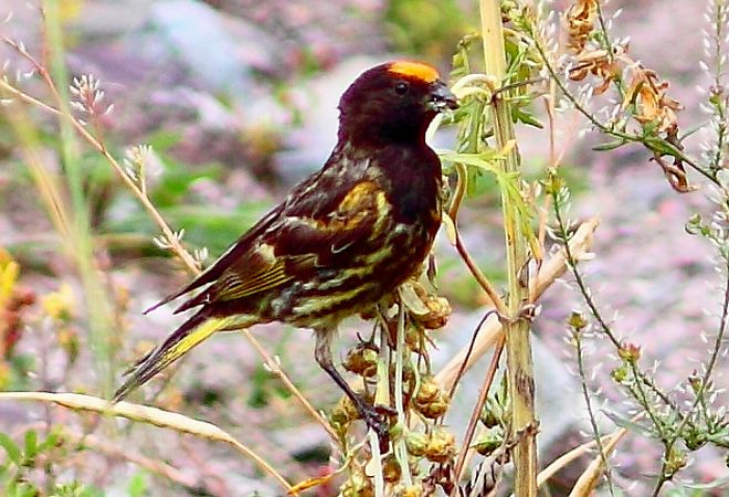  p>金额丝雀(学名: i>serinus pusillus /i>):为雀科丝雀属的 a href=