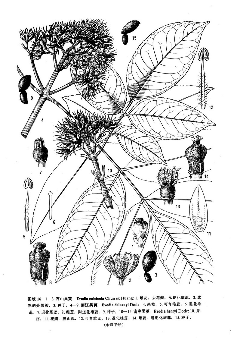 芸香科/803967" data-lemmaid="803967">芸香科 /a>,吴茱萸属的 a