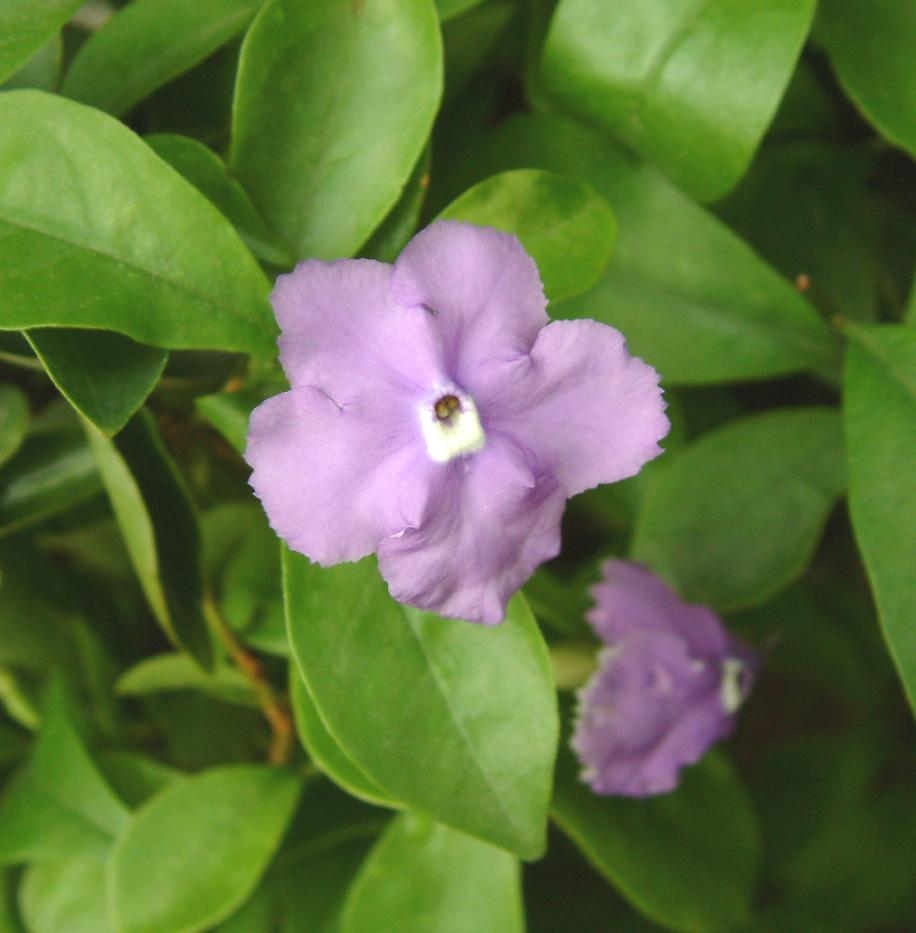 杂种勋章菊