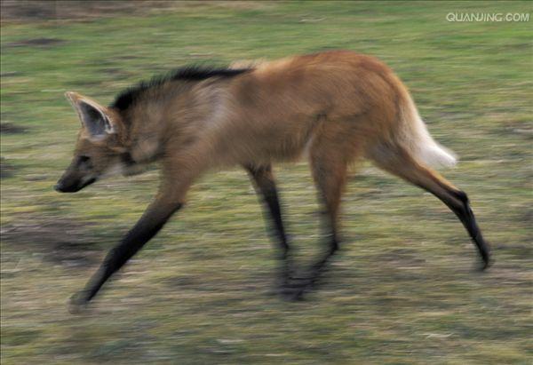  p>鬃狼(学名: i>chrysocyon brachyurus /i>):是 a href="#" data