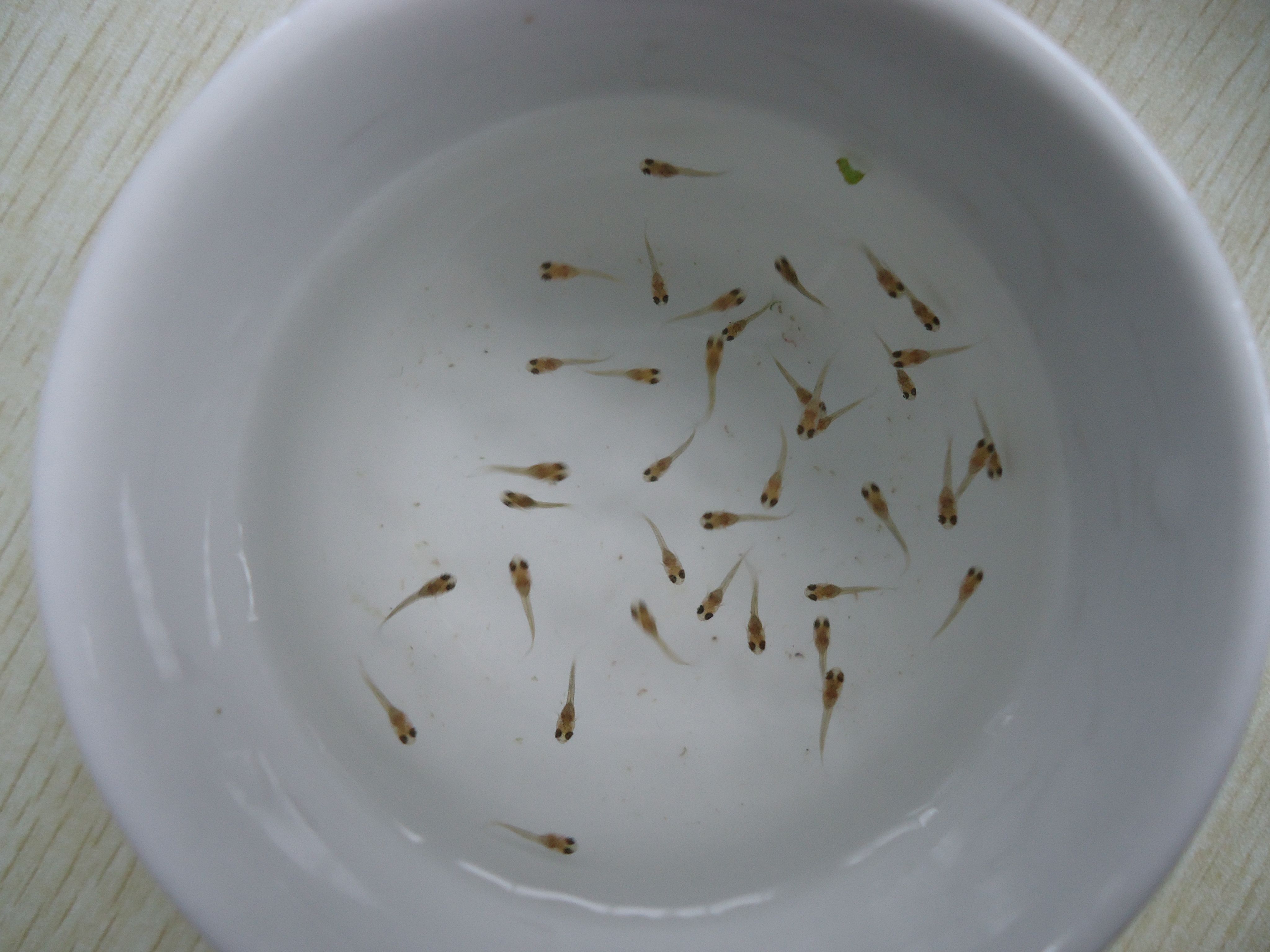 sskgs">鱼苗经过短时间的培养,体长达到3到13厘米之间的幼鱼称为鱼种