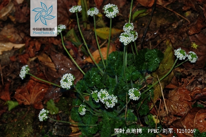  p>莲叶点地梅, a href="#" data-lemmaid="3427454">报春花科 /a> a