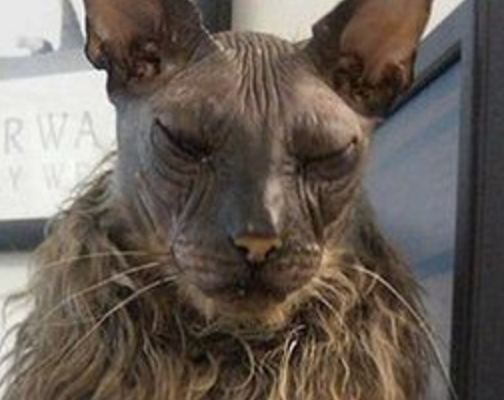 丑猫_百度百科
