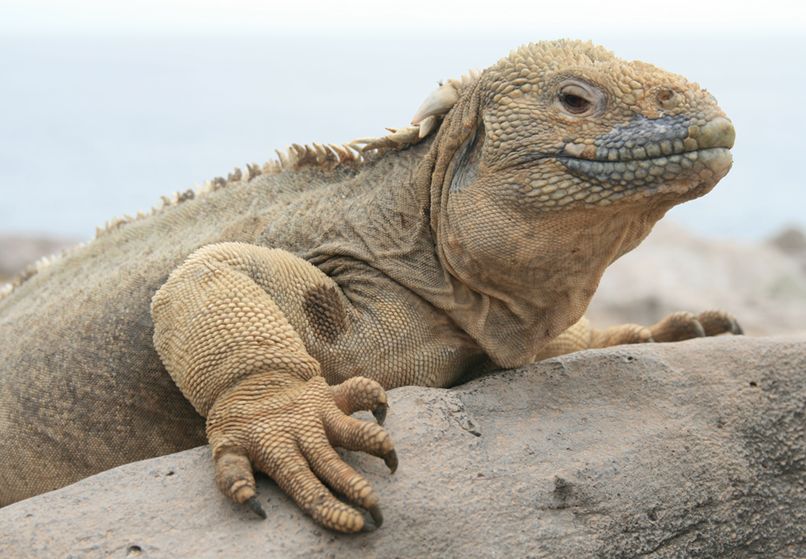  p>加拉帕戈斯陆鬣蜥(学名: i>conolophus subcristatus /i>):体重达