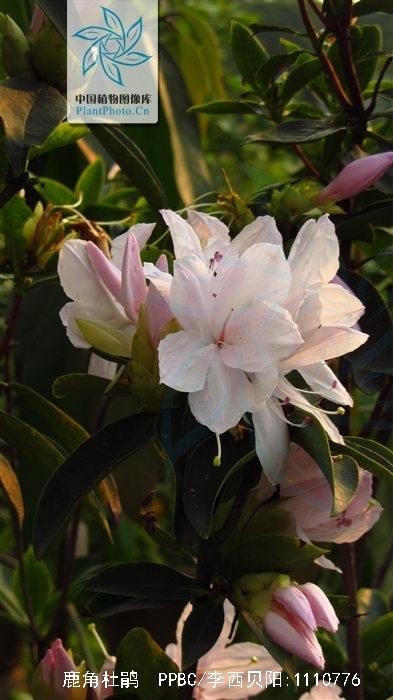  p>鹿角杜鹃(学名: i>rhododendron latoucheae /i> franch.