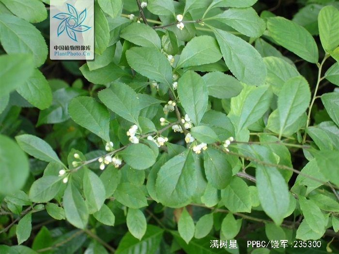  p>满树星,中药名.