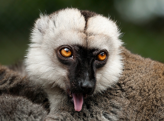 white-fronted brown lemur