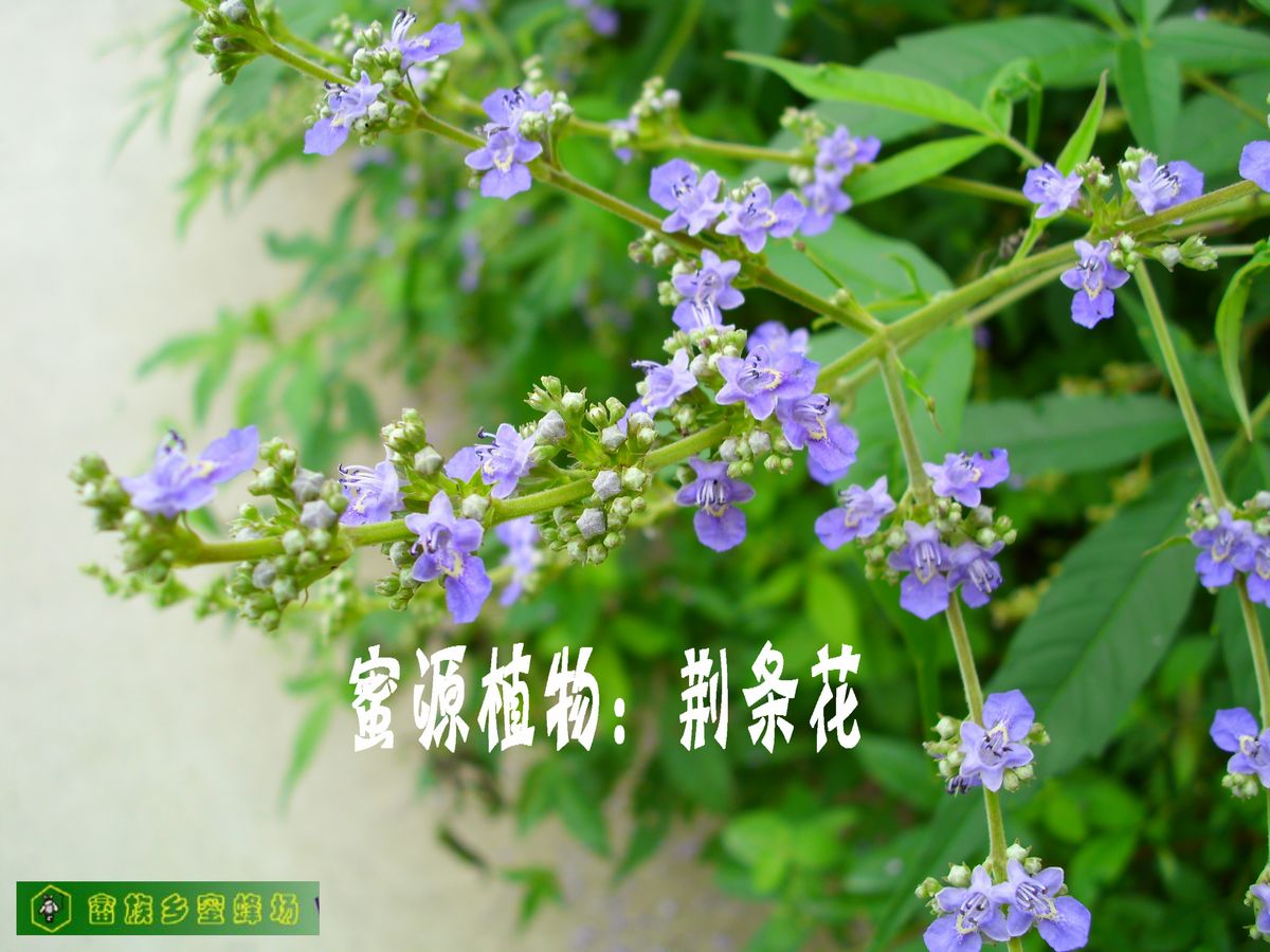 复总状花序