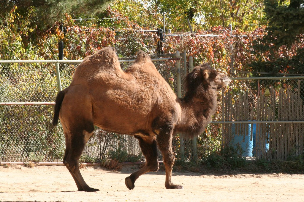 bactrian camel