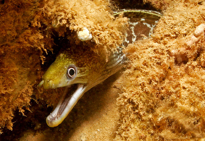 gymnothorax  undulatus