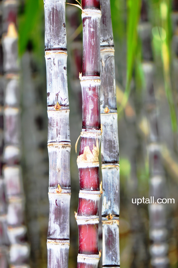  p>甘蔗,(学名:saccharum officinarum英文名:sugarcane)甘蔗属