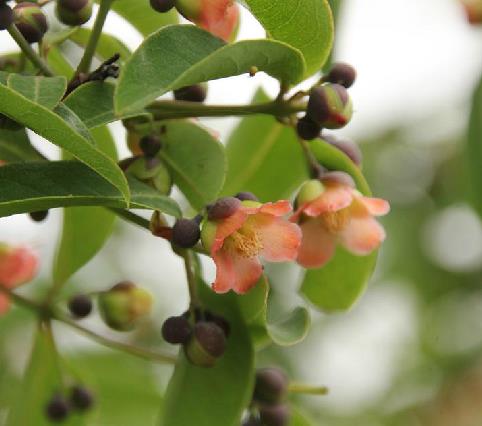  p data-id="tzpwc9oof60p">黄牛木( i>cratoxylum cochinchinense /i