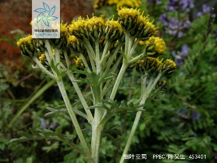  p> b>细叶亚菊 /b>(学名: i>ajania tenuifolia /i>)为菊科亚菊属的